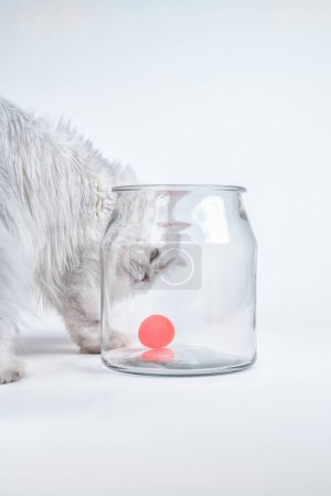 Close-up studio shot of a white persian chinchilla cat playing with a red ball in a jar on a white background
