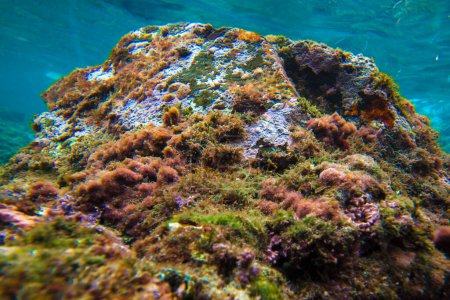 Foto de Arrecife coral en el Mar Rojo, Egipto - Imagen libre de derechos