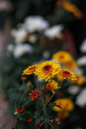 Téléchargez les photos : Chrysanthèmes jaunes en fleurs et un beau fond sombre flou avec bokeh blanc. Feuilles vertes. Profondeur de champ faible. Espace de copie, image tonique. - en image libre de droit