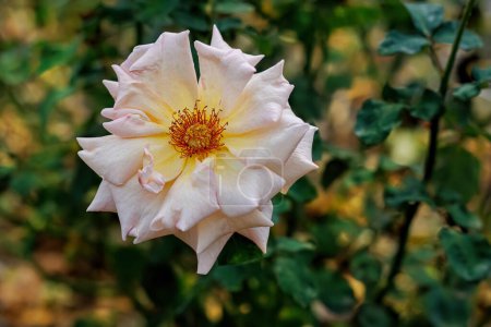 Téléchargez les photos : Gros plan de rose beige fleurie dans le parc et un beau fond flou avec bokeh. Rose aux étamines et pétales. Feuilles vertes. Profondeur de champ faible. Image tonique. Gros plan. - en image libre de droit