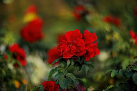 Téléchargez les photos : Roses rouges dans le parc et un fond vert flou avec bokeh coloré. Roses avec étamines et pétales rouges. Feuilles vertes. Profondeur de champ faible. Espace de copie, gros plan - en image libre de droit