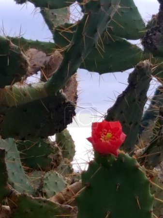 Blossom edible prickly pears cactus plants, Opuntia ficus-indica. High quality photo