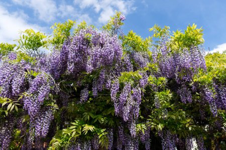 Spring flowers wisteria. Flowering tree blooming in sunset garden. High quality photo