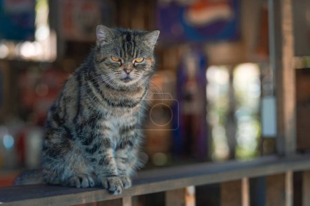 Foto de Lindo gato gris se sienta en la mesa de madera y mira a la gente con curiosidad e interés, cuestionando las expresiones faciales basadas en el hábito de copiar espacio. Casa mascota son los animales favoritos. - Imagen libre de derechos