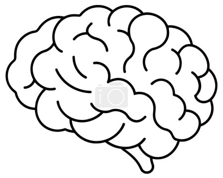 Eine Schwarz-Weiß-Illustration, die ein menschliches Gehirn vor weißem Hintergrund zeigt