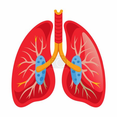 Eine Zeichentrickillustration, die die innere Struktur einer menschlichen Lunge auf farbenfrohe und künstlerische Weise zeigt, mit Elementen wie Symmetrie, Kreisen und Modeaccessoires