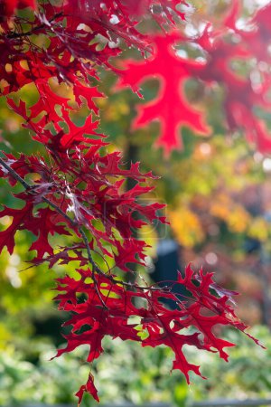 Foto de Ramas brillantes de roble rojo del norte con hojas rojas. Fondo natural de otoño. - Imagen libre de derechos