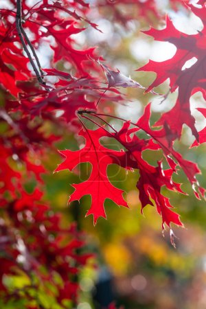 Photo for Bright branches of northern red oak with red leaves. Autumn natural background. - Royalty Free Image