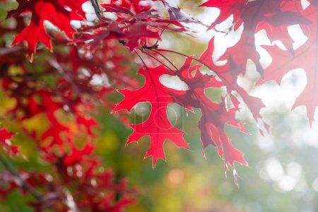 Foto de Ramas brillantes de roble rojo del norte con hojas rojas. Fondo natural de otoño. - Imagen libre de derechos