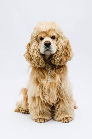 Photo for Cute fluffy American Cocker Spaniel sits in front of a white background. The dog is looking into the camera. - Royalty Free Image