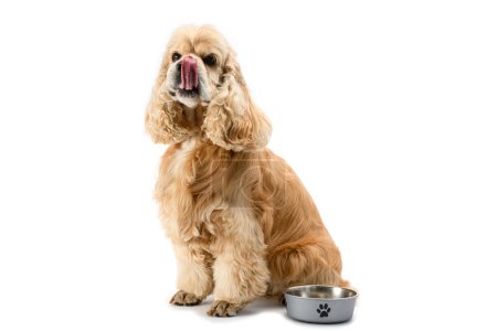 Foto de Cocker Spaniel americano con un tazón aislado sobre un fondo blanco. El perro se lame mientras espera la comida. - Imagen libre de derechos