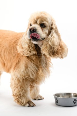 American Cocker Spaniel eating dry food from a metal bowl isolated on white background.