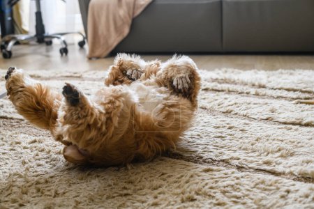American Cocker Spaniel rolling on his back lying on floor in living room.
