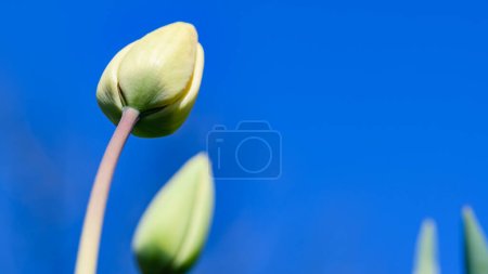 Téléchargez les photos : Gros plan d'un jeune bourgeon de tulipe non ouvert sur un ciel bleu. Vue du bas. - en image libre de droit