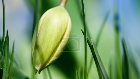 Photo for Close-up of an unopened tulip bud against a background of grass. The flower head bowed. - Royalty Free Image