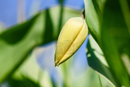 Photo for Close-up of an unopened tulip bud against a background of grass. The flower head bowed. - Royalty Free Image