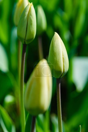 Photo for Close-up of an unopened tulip bud against a background of grass. Top view. - Royalty Free Image