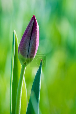 Photo for Close-up of an unopened tulip bud against a background of grass. Top view. - Royalty Free Image