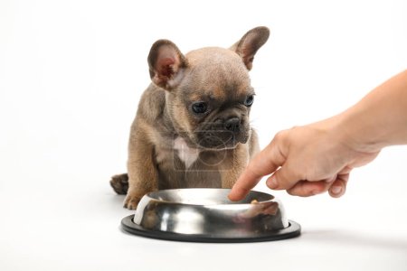 Feeding a little french bulldog puppy. Isolated on white background. The hand points to eat food from the bowl.