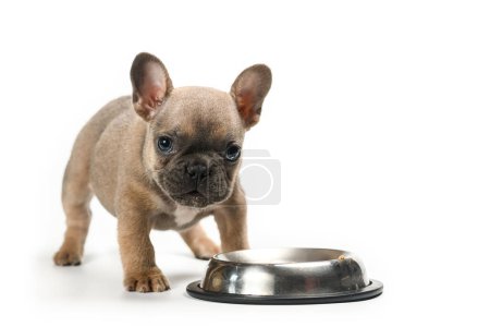 Foto de El perrito bulldog francés come de su cuenco de metal. Aislado sobre fondo blanco. - Imagen libre de derechos