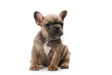 Adorable fawn French Bulldog puppy, sitting up facing front. Looking curious towards camera with cute head tilt. Isolated on a white background.
