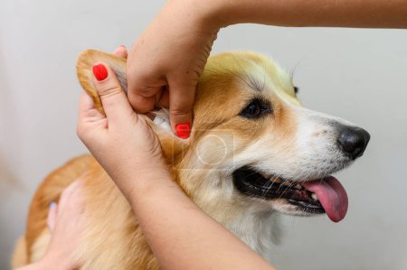 Groomer nettoie les oreilles de corgi. Les mains féminines nettoient les oreilles d'un chien.