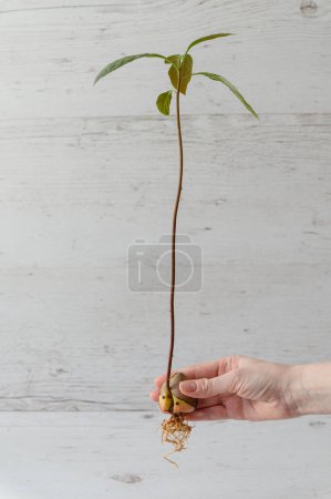 A young sprout of avocado from a seed on a light background. Seed of avocado.