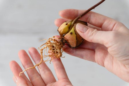 Avocadosamen mit einer langen Wurzel in einer weiblichen Hand drinnen. Nahaufnahme.