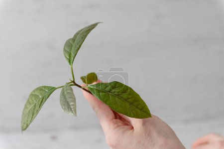 Ein junger Avocadokeim aus einem Samen auf hellem Hintergrund. Avocadosamen.