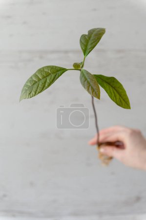 Ein junger Avocadokeim aus einem Samen auf hellem Hintergrund. Avocadosamen.