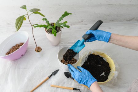 Neupflanzung von Zimmerpflanzen. Weibliche Hände in Handschuhen gießen Erde in einen Topf.