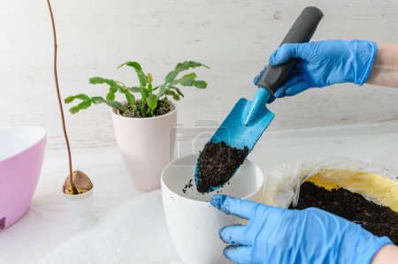 Replanting indoor plants. Female hands in gloves pour soil into a pot.