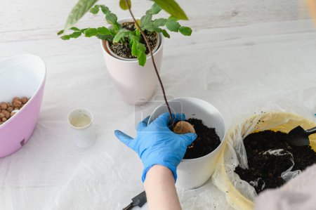 Grow avocado from seed in home. Top view of hands planting seed inside pot with soil, at home.