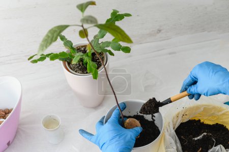 Grow avocado from seed in home. Top view of hands planting seed inside pot with soil, at home.