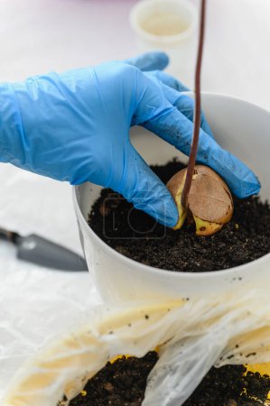 Grow avocado from seed in home. Hands planting seed inside pot with soil.
