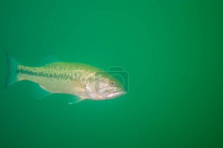 Photo for Smallmouth bass swimming in a Michigan inland lake. micropterus dolomieu High quality photo - Royalty Free Image