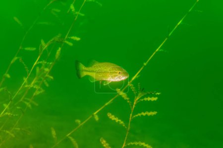 Photo for Smallmouth bass swimming in a Michigan inland lake. micropterus dolomieu High quality photo - Royalty Free Image