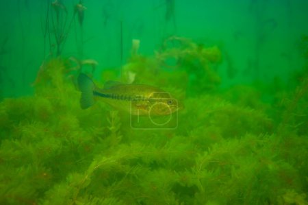Photo for Smallmouth bass swimming over a weed bed in a Michigan inland lake. micropterus dolomieu. High quality photo - Royalty Free Image