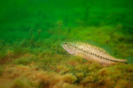 Photo for Smallmouth bass resting on the bottom of a Michigan inland lake. micropterus dolomieu High quality photo - Royalty Free Image