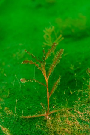 Photo for Potamogeton crispus, curled pondweed, curly-leaf pondweed in Michigan fresh water lake. High quality photo - Royalty Free Image