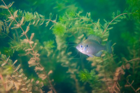 Photo for Dollar Sunfish in its natural environment in an inland lake. High quality photo - Royalty Free Image