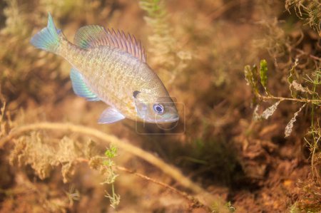 Photo for Colorful Dollar Sunfish in its natural environment in an inland lake. High quality photo - Royalty Free Image