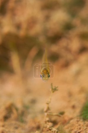 Photo for Tiny macro juvenile Dollar Sunfish looking at camera . High quality photo - Royalty Free Image