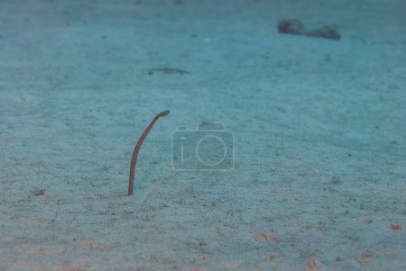 Foto de Anguilas del jardín submarino sacando la cabeza de la arena. Foto de alta calidad - Imagen libre de derechos