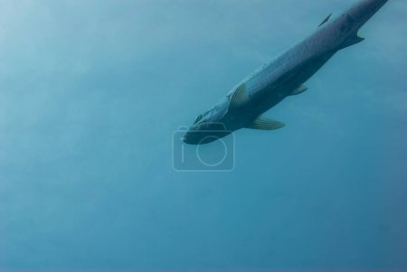 Foto de Un sábalo atlántico pegalops atlanticus cerca de la superficie de caza de alimentos. Foto de alta calidad - Imagen libre de derechos