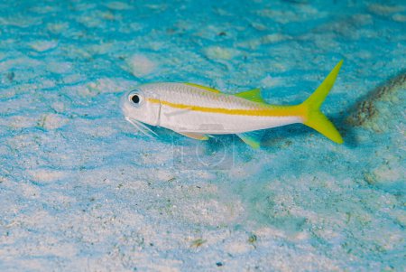 Photo for A Yellowfin goatfish Mulloidichthys vanicolensis swimming in the tropical sea, selective focus, shallow depth of field - Royalty Free Image
