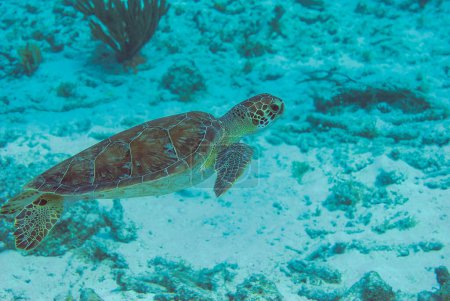 Photo for Wild Green Sea Turtle swimming in natural habitat in Bonaire Marine Park. High quality photo - Royalty Free Image