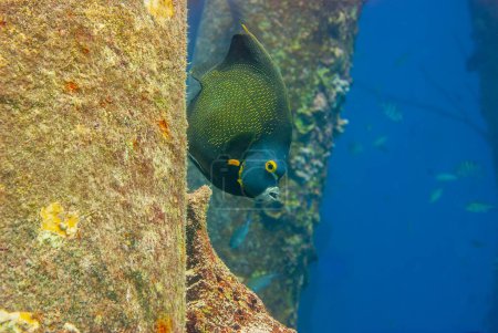 Foto de Adult French Angel Fish nadando bajo un muelle junto a un pilar. Foto de alta calidad - Imagen libre de derechos