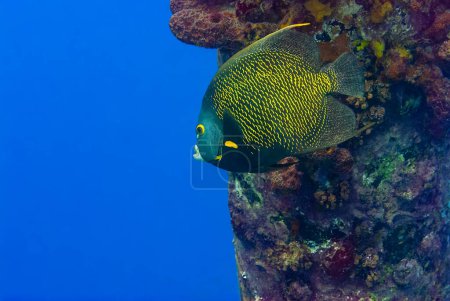 Foto de Adult French Angel Fish nadando bajo un muelle junto a un pilar. Foto de alta calidad - Imagen libre de derechos