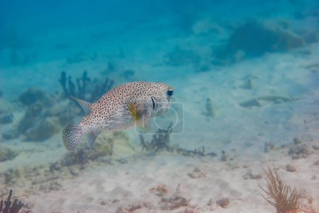Téléchargez les photos : Porcupinefish diodon hystrix a spiny puffer swimming away from the scene. Photo de haute qualité - en image libre de droit